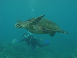 Summer with Sea Turtle/Sony F707 taken at Maui by Dan Pearson 